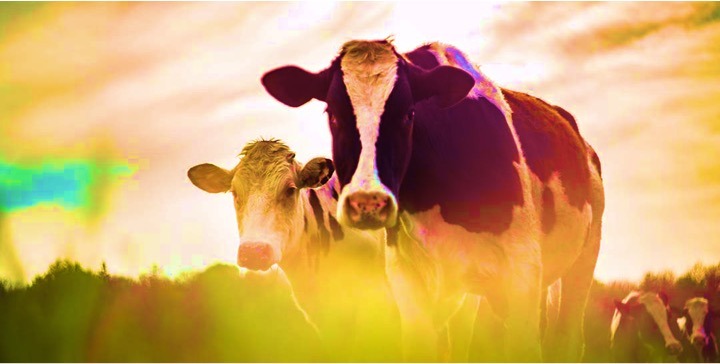 Dairy feeding the world perspective dairynews7x7