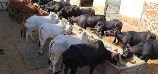 himachal pradesh milk subsidy dairynews7x7
