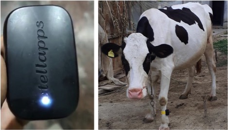 moo on acti track device dairynews7x7