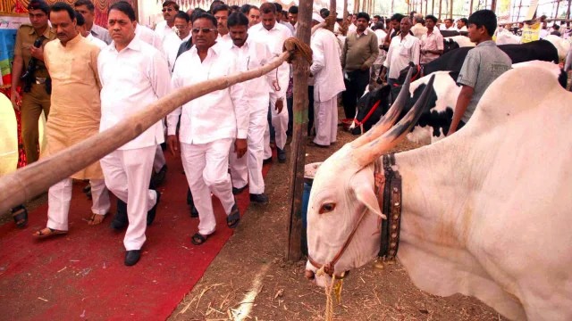 baramati ajit pawar control election dairynews7x7
