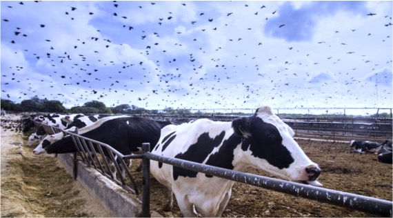 bird flu in cows in usa dairynews7x7