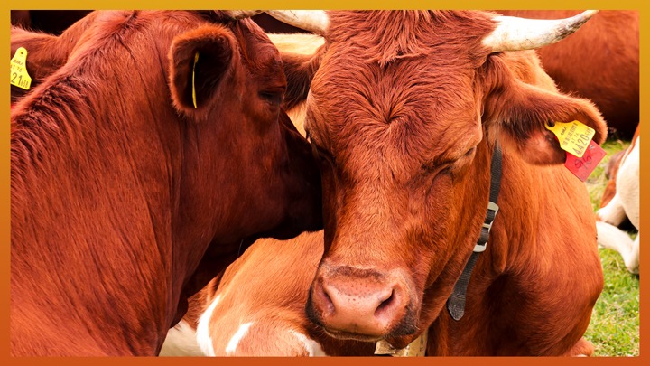 cow emotions and enviroenment dairynews7x7