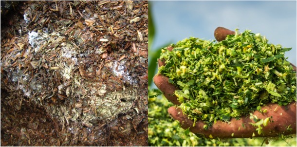 poor and good silage dairynews7x7