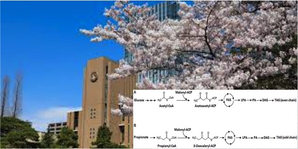 tohoku university odd chain Fatty acids dairynews7x7