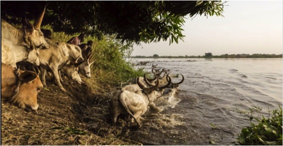 water scarcity cow thirsty milk production down dairynews7x7