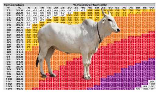 Heat impact on milk production dairynews7x7