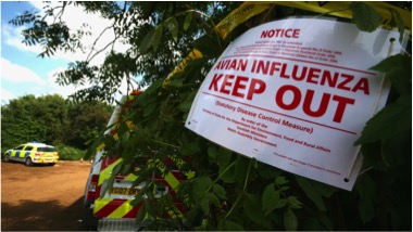 bird flu infected milk dairynews7x7