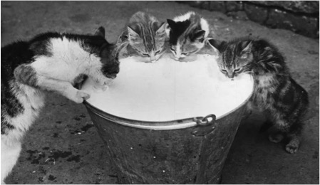 cat dies by bird flu infected cow milk dairynews7x7
