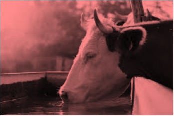 heat stress drop milk production dairynews7x7