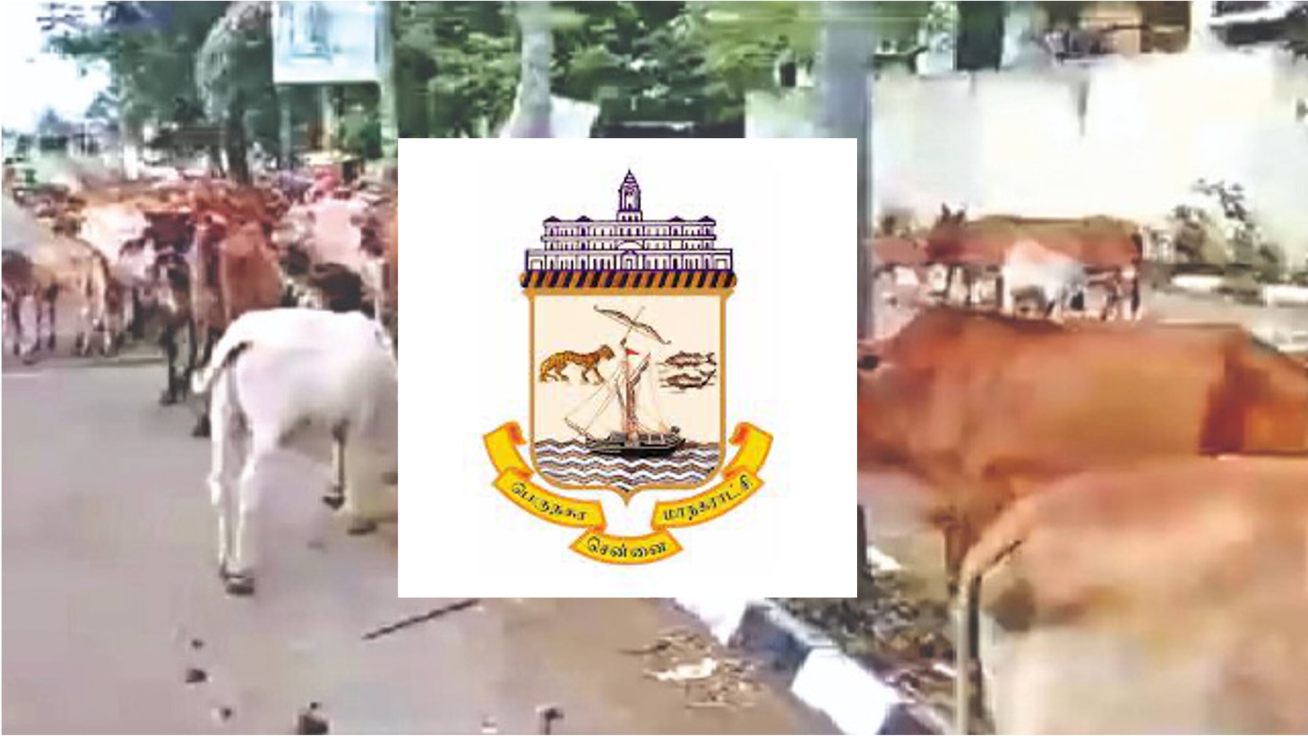 new rules stray cattle GCC dairynews7x7