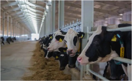 sharjah A2A2 govt dairy farm dairynews7x7