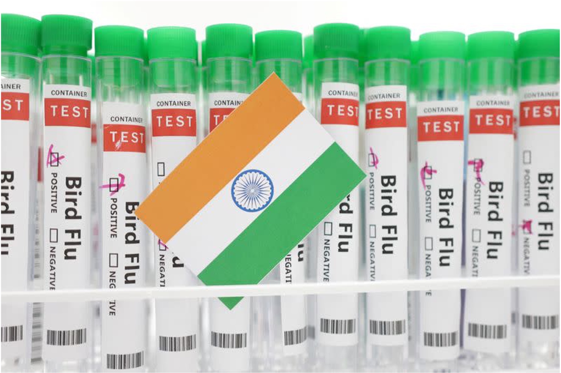 first bird flu case india dairynews7x7