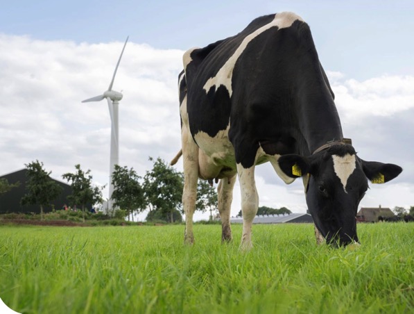 friesland campina sustainability premium dairynews7x7