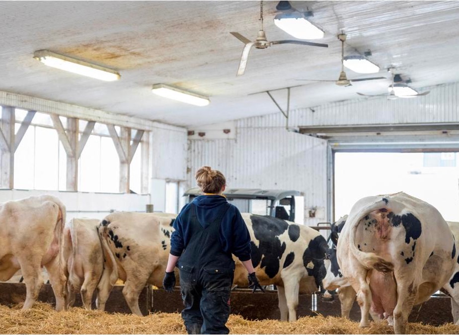 h5n1 stable in unpasteurised milk dairynews7x7