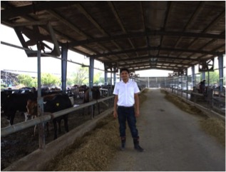 Binsar farms NZ dairy trade lesson dairynews7x7