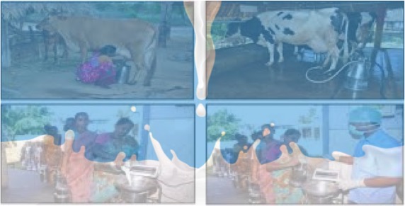 aavin milk collection increase dairynews7x7