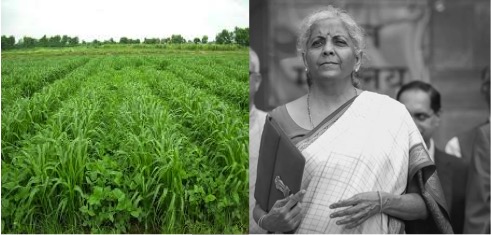 fodder ignored in budget fy 25 dairynews7x7