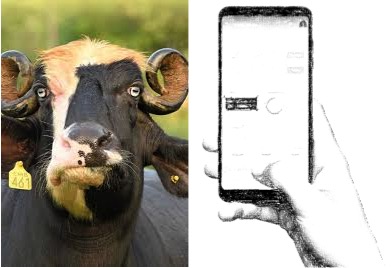 mobile app milk yield CIRB dairynews7x7