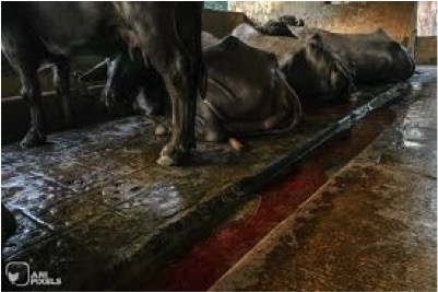 buffalo milk price increase in Mumbai dairynews7x7