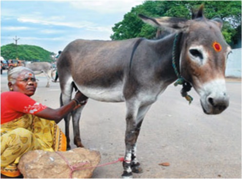 donkey milk makes investor poorer dairynews7x7