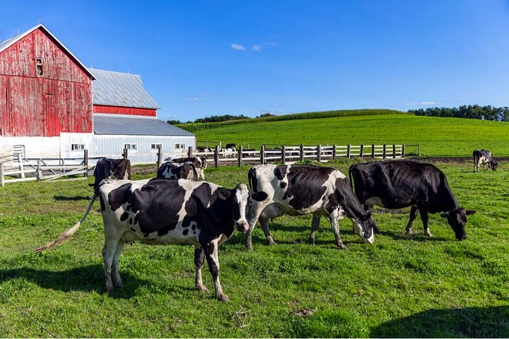 Germany asks EU to ease green reporting small dairy farms dairynews7x7