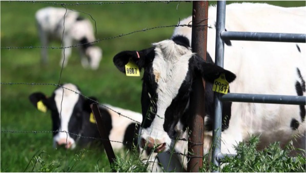 US testing bird flu dairynews7x7