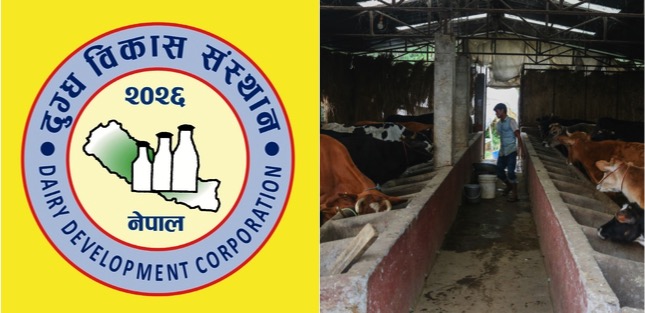 nepal ddc dairy market china dairynews7x7