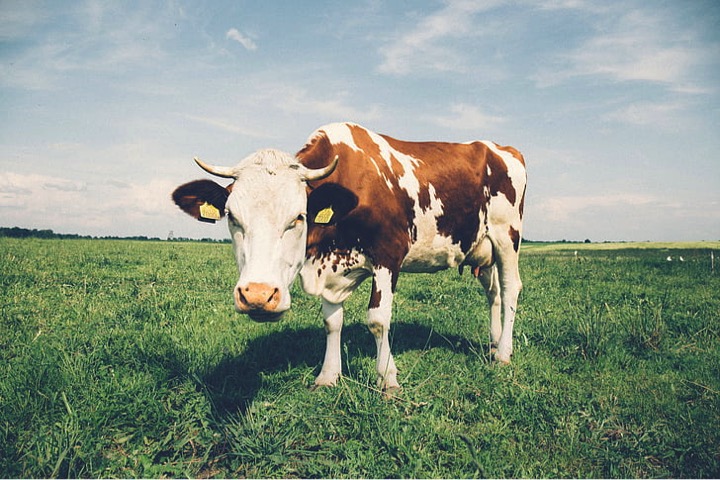 rabo bank Q4 outlook dairynews7x7