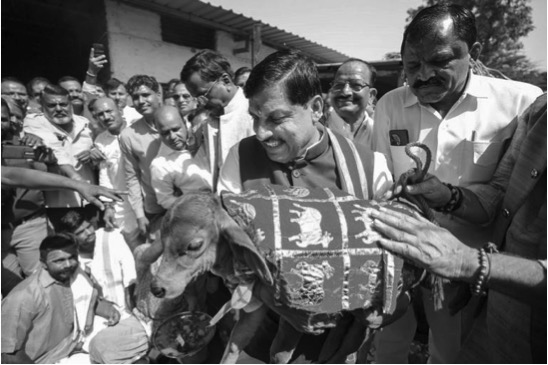 CM cow protection year MP dairynews7x7
