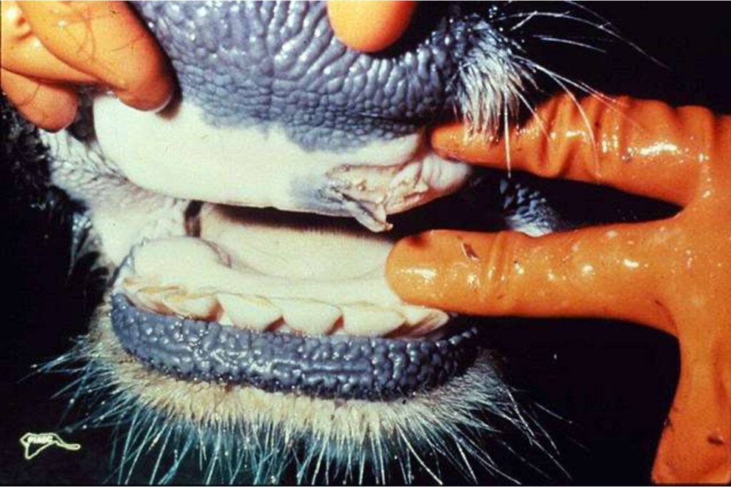 UK bans german dairy post FMD dairynews7x7