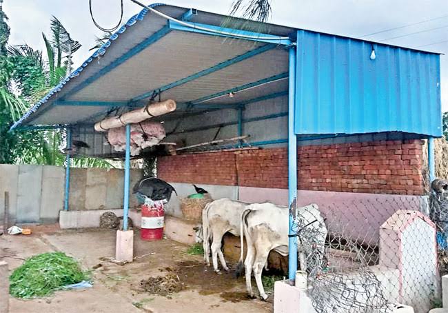 andhra dairy farmers mini gokulams dairynews7x7