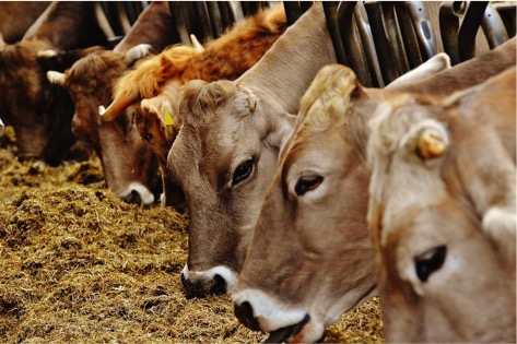 bovaer active ingredient not detected dairynews7x7