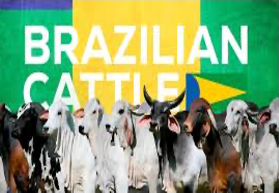 brazil expertise indian cattle productivity dairynews7x7