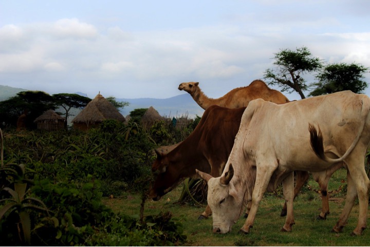 camel milk more biopeptide dairynews7x7
