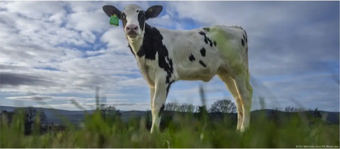 could ivf calf hilda reduce emission dairynews7x7