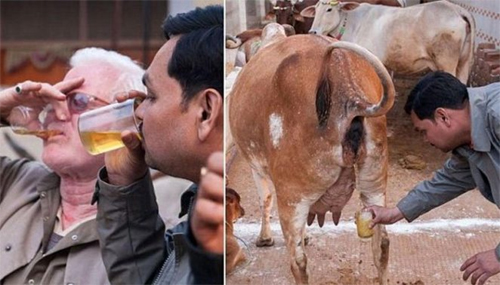 cow urine has anti-infective properties dairynews7x7