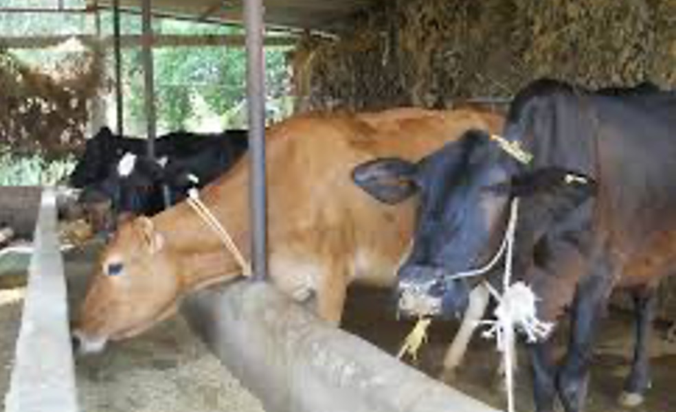 india wants dairy ban lifted in nepal dairynews7x7