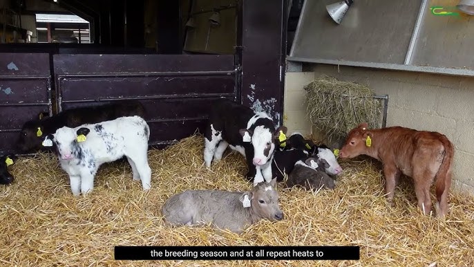 nds to install sex sorters dairynews7x7