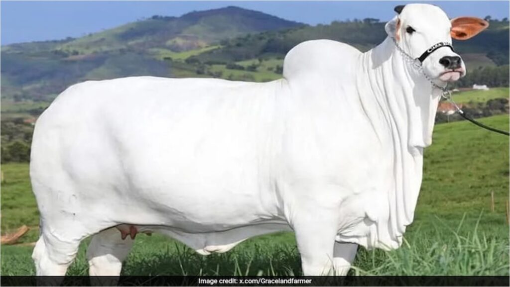Ongole Cow sold for rs 40 crores dairynews7x7