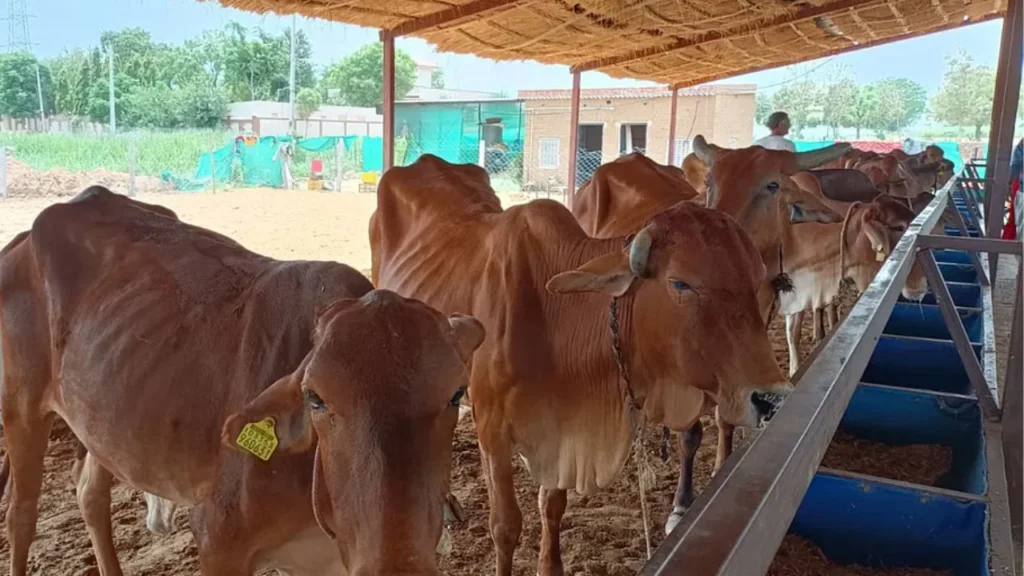 Organic dairy farming rajasthan dairynews7x7