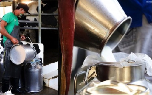 Philippines France joins for dairy development dairynews7x7