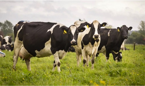 canada rejects NZ dairy dumpring claim dairynews7x7
