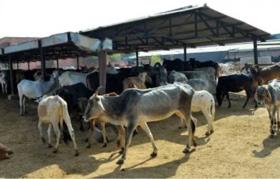 cow protection in up dairynews7x7