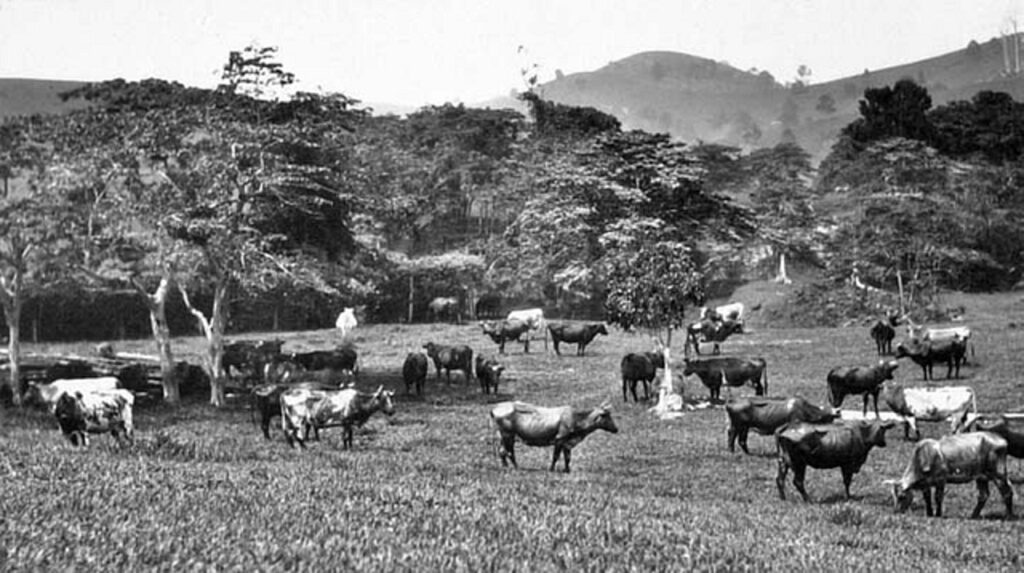 lowest cost dairy producer dairynews7x7