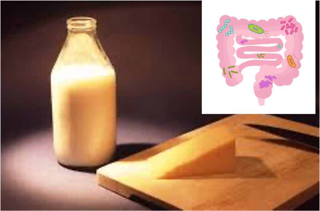 milk supports gut microflora dairynews7x7