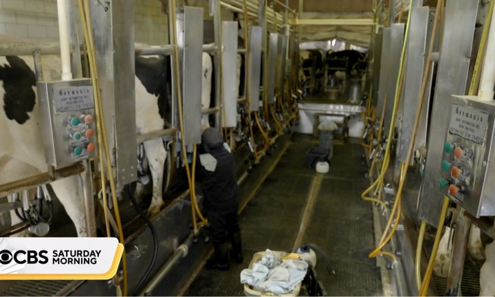 us dairy industry undocumented workers dairynews7x7