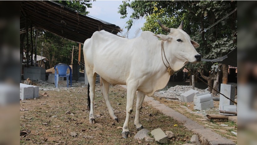 BL Agro invest Cattle breeding dairynews7x7