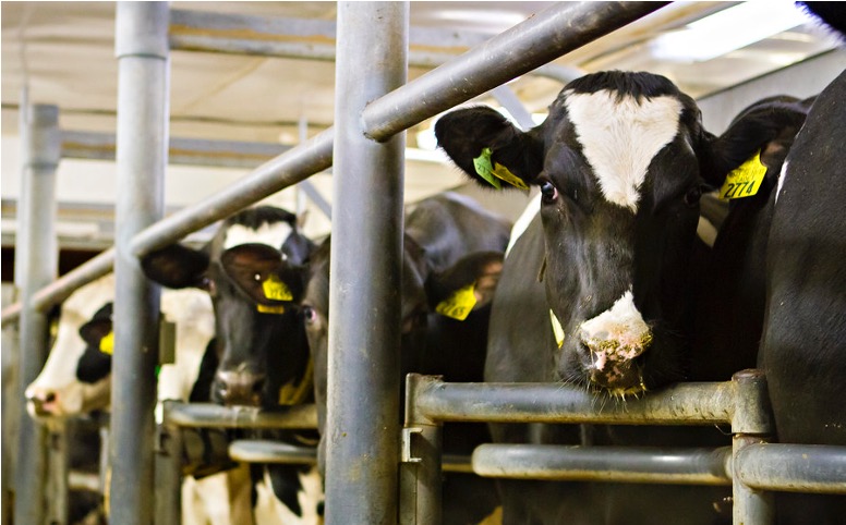 Turkiye dairy production falls inflation dairynews7x7
