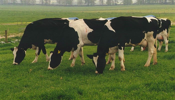 choosing right cow breeding teagasc dairynews7x7
