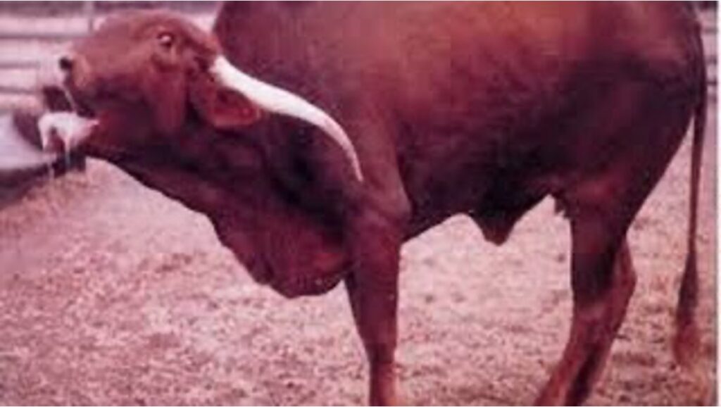 death from milk of rabies infected cow dairynews7x7